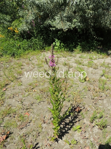 loosestrife, purple